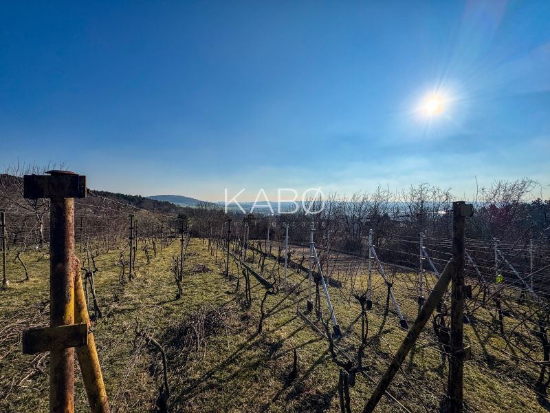 Krásna vinica pri Nitre - 895 m2 