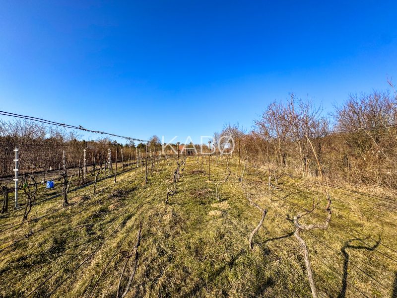 Krásna vinica pri Nitre - 895 m2 